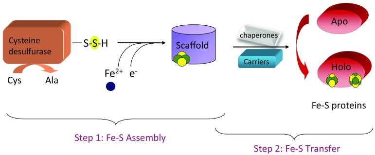 Fig. 1