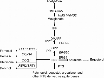 FIG. 1.