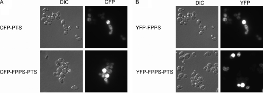 FIG. 3.