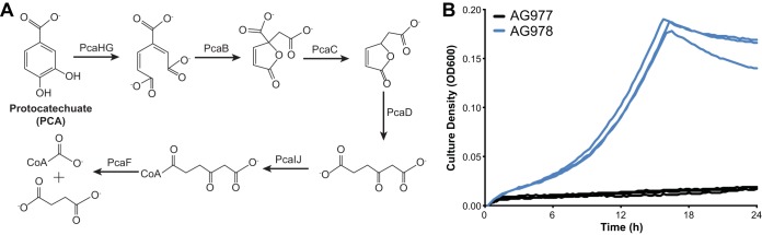 FIG 1