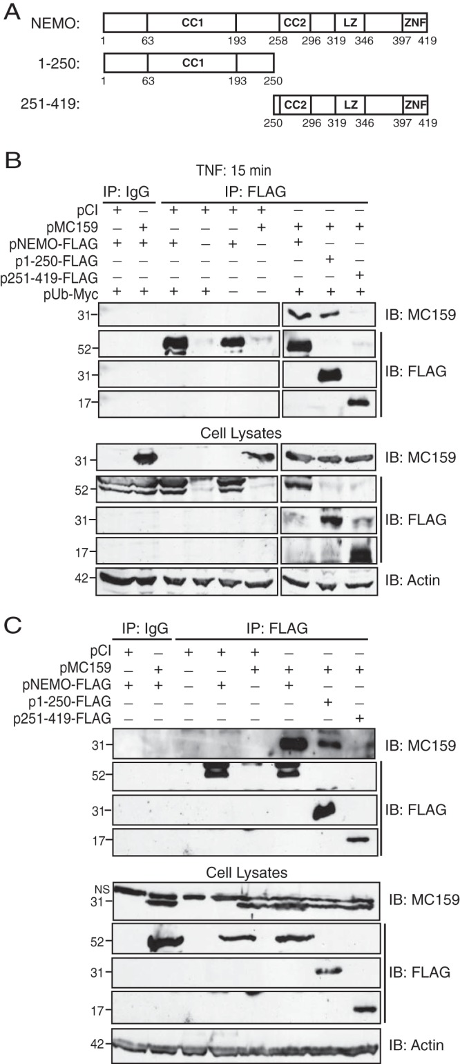 FIG 5