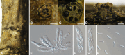 Fig. 18