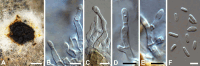 Fig. 44