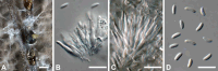 Fig. 60