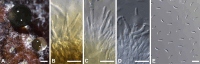 Fig. 9