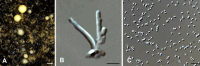 Fig. 52