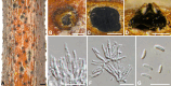 Fig. 39