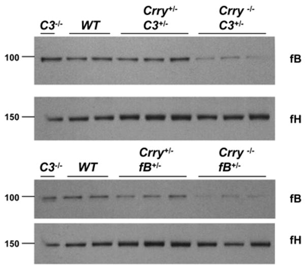 FIGURE 3