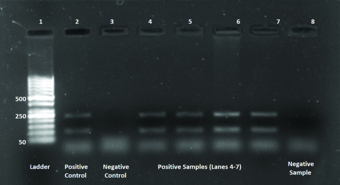 [Table/Fig-5]: