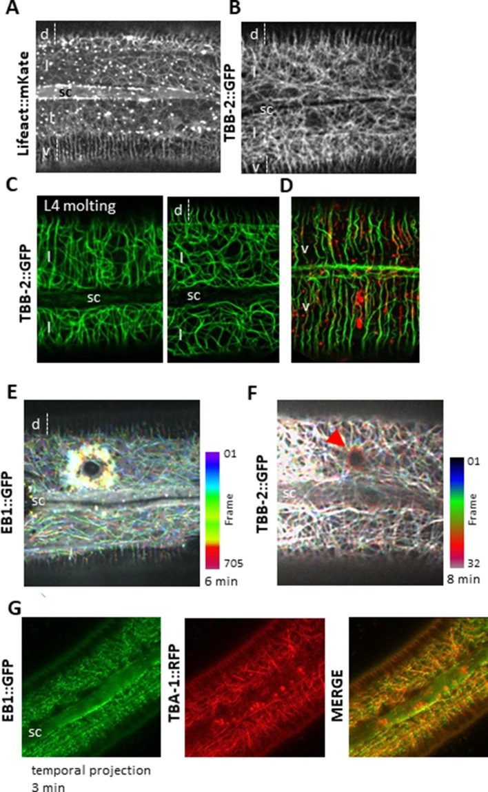 Figure 2—figure supplement 1.