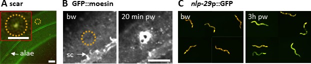 Figure 1—figure supplement 1.