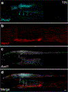 Extended data figure 1: