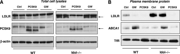 Fig. 8.