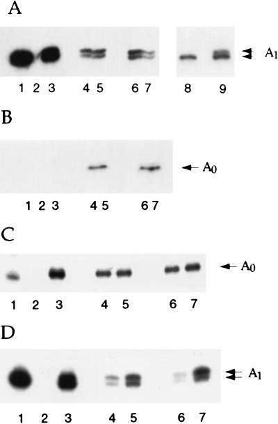 FIG. 6