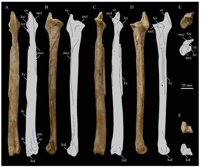 Figure 62