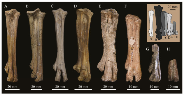 Figure 65