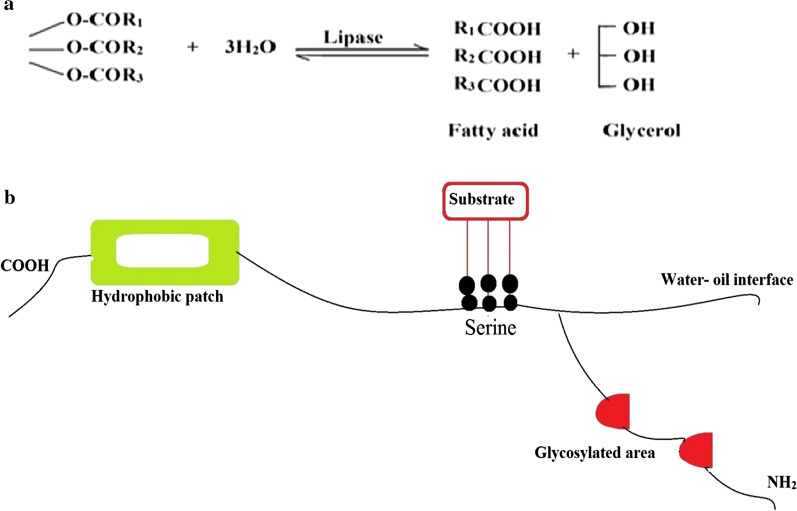 Fig. 1