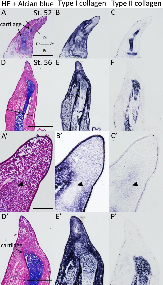 Fig 5