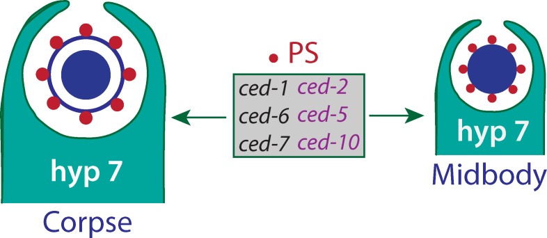 Figure 5.