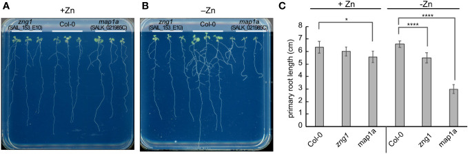 Figure 4