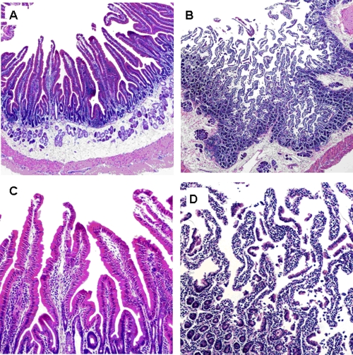 FIG. 1.