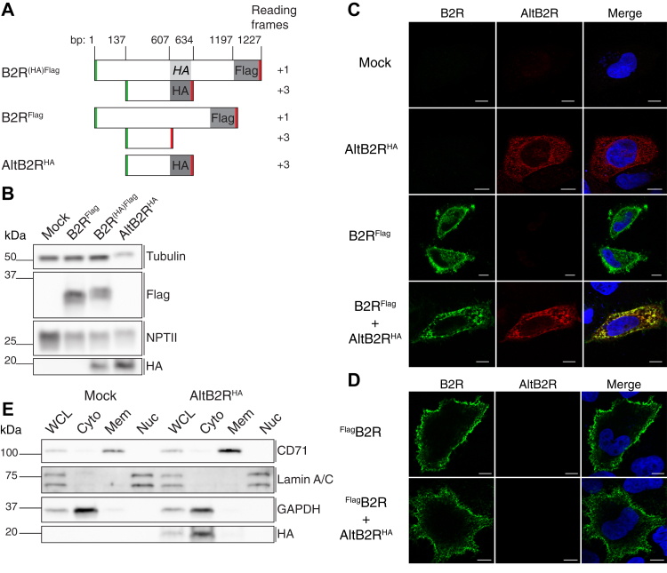 Figure 2