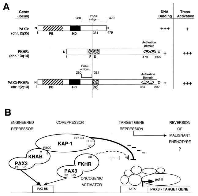 FIG. 1