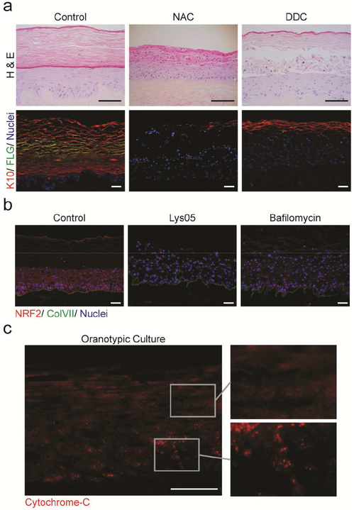 Figure 4: