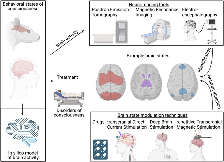 Graphical abstract