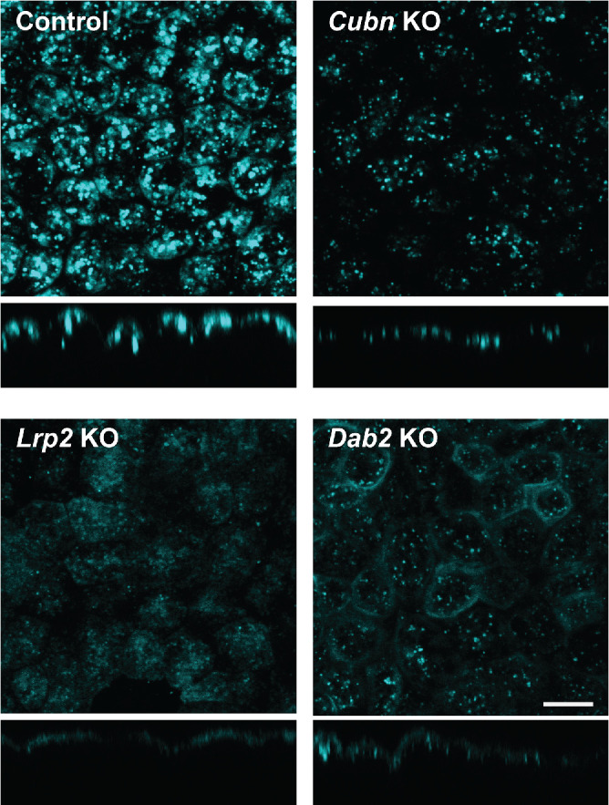 FIGURE 2: