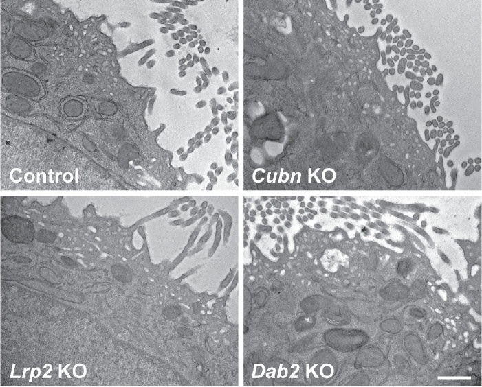 FIGURE 5: