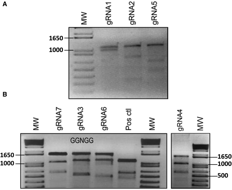 Figure 2