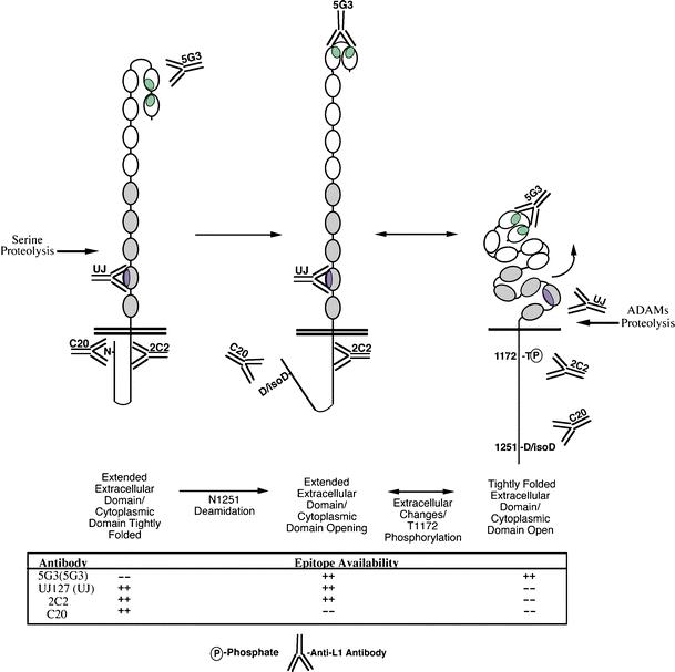 Fig. 6