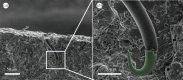 Figure 5.
