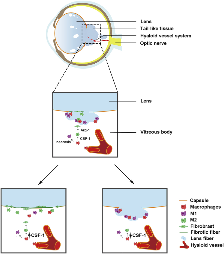 Figure 7