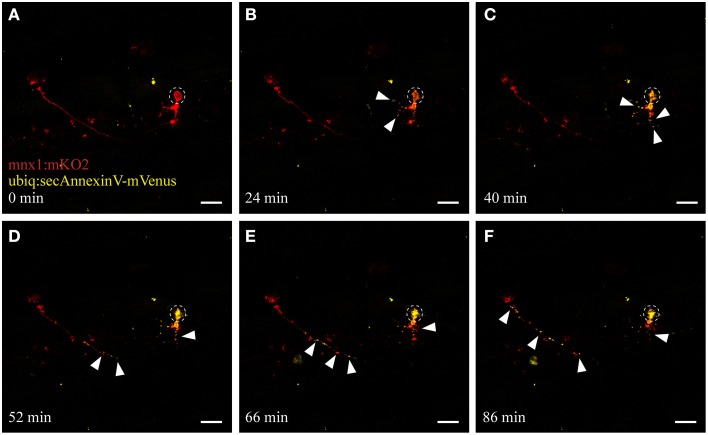 Figure 4