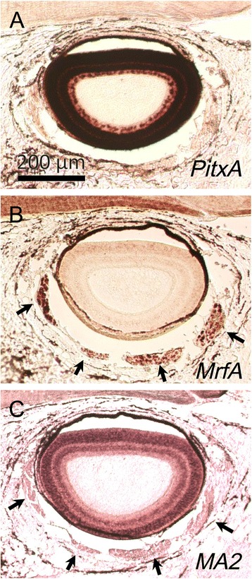 Fig. 8