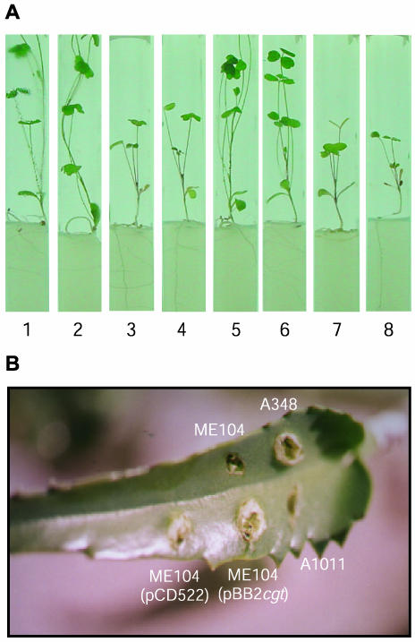 FIG. 2.