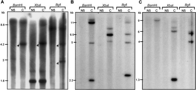 Figure  1