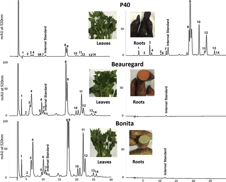 Fig. 2