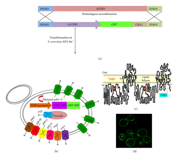 Figure 4