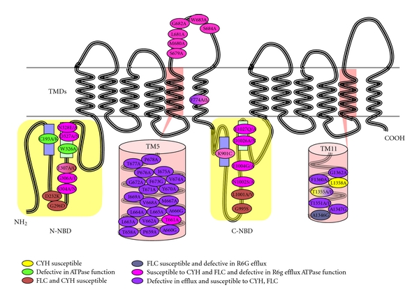 Figure 7