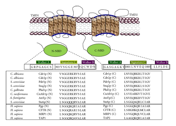 Figure 6