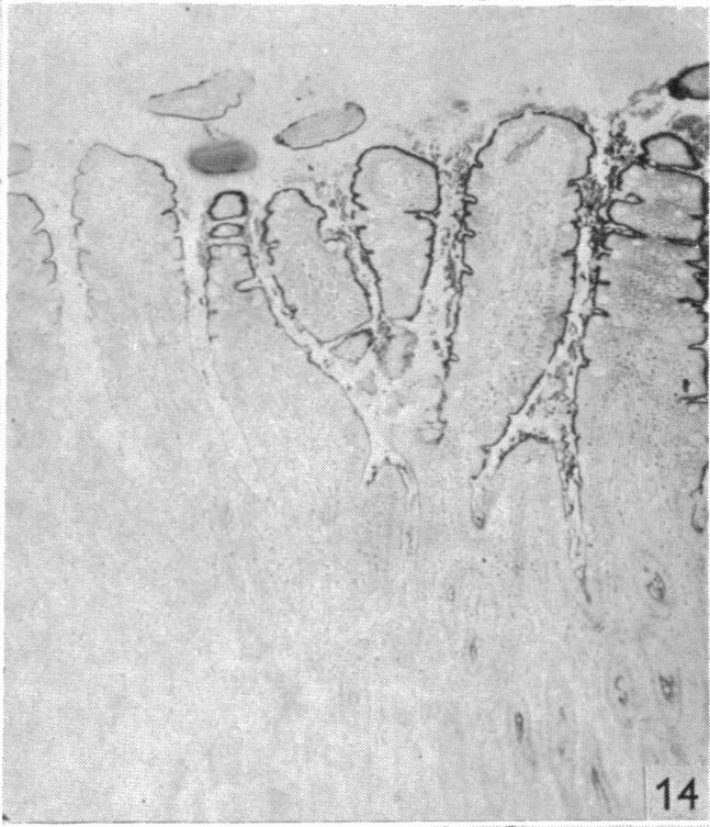 Fig. 14