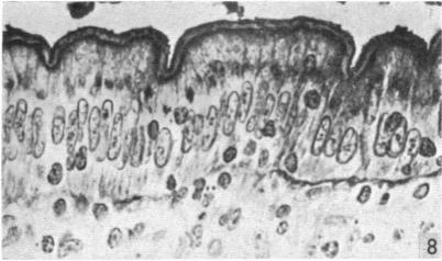 Fig. 8