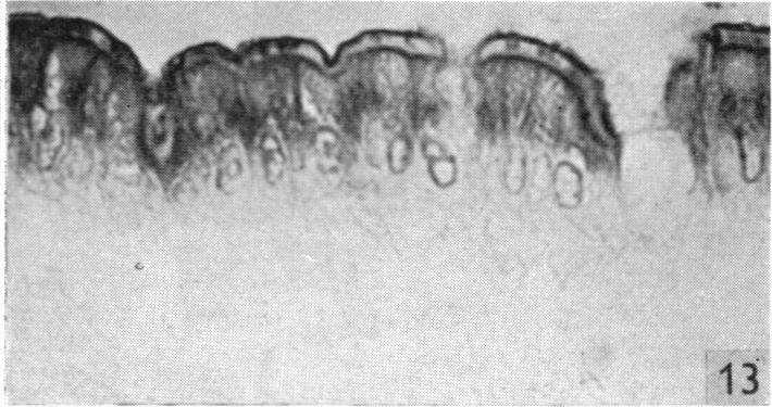 Fig. 13