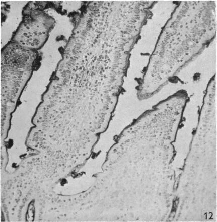 Fig. 12