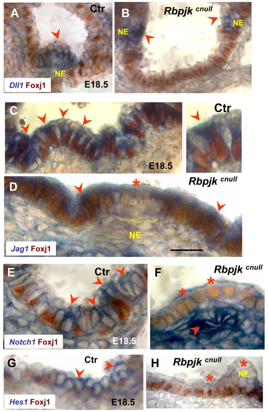 Fig. 10.