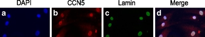 Fig. 2