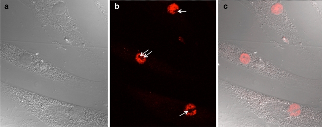 Fig. 3